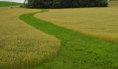 Grassed waterway