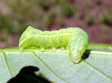 Hornworm on chestnut