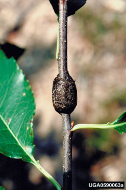 caterpillar egg mass