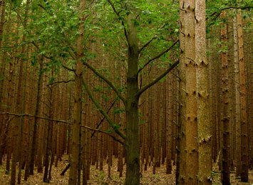 Michigan forest.