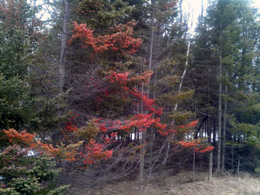 Winter burn on trees along US-2 in eastern Delta County, Michigan.