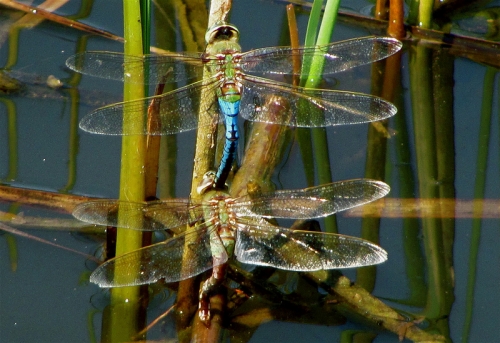 Michigan dragonflies