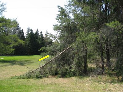 This leaning stem acts as a ladder for wildfires.