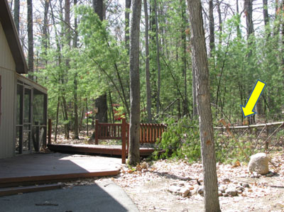 A white pine, damaged from a recent storm, leans against a deck rail, posing a fire hazard.