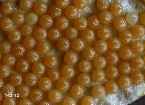 cutworm egg mass cutworm egg mass