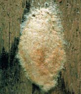 Gypsy moth egg mass