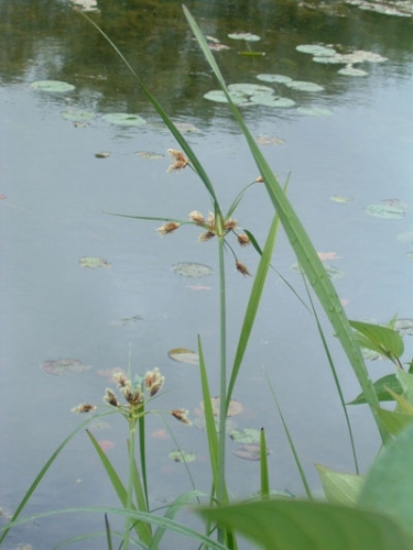 Natural shoreline plant community.