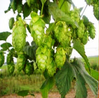 Michigan-grown hops.