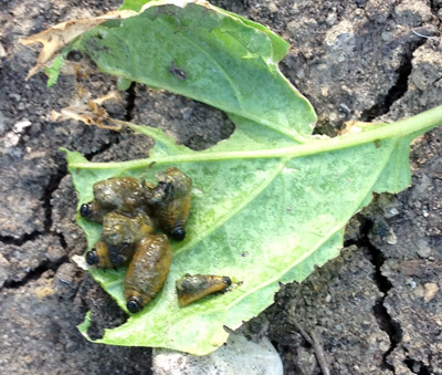 Tomatillo pest