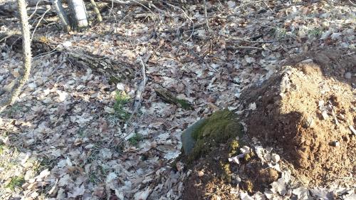 old root ball on forest floor