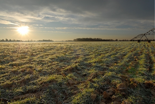 Rye as a cover crop