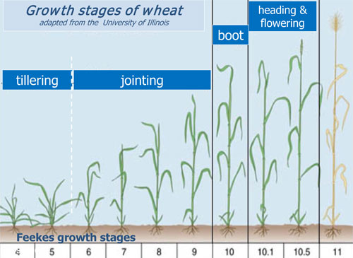 Growth stages