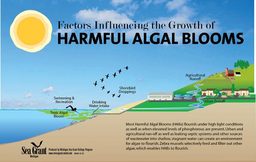 Harmful Algae Bloom infographic courtesy of Michigan Sea Grant.