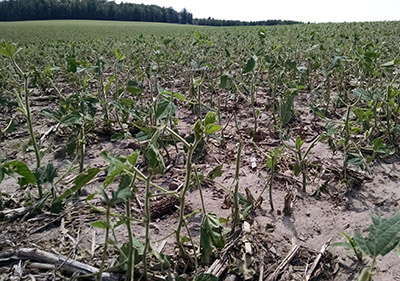 Hail-damaged soybean field