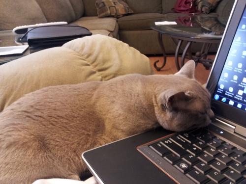 cat on a keyboard