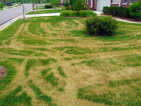 Heat track on lawn