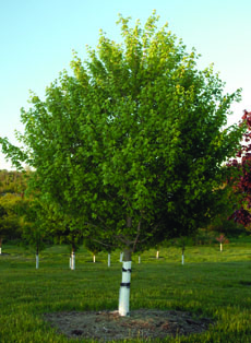 Hedge Maple