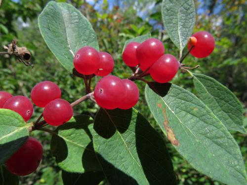 Exotic honeysuckle