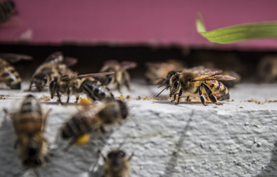 Honey bees at the entrance of a hive.