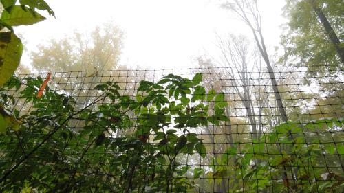 Fencing in canopy gaps