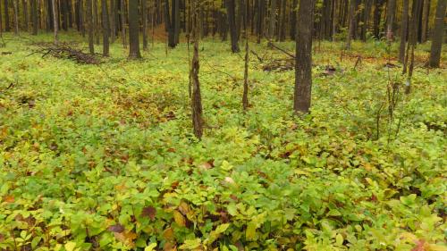 Forest floor of white ash seedlings