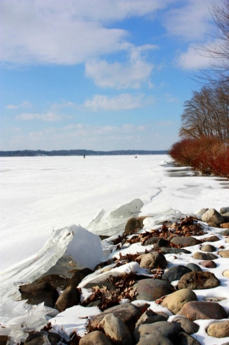 Lake ice melted back from Red-osier dogwood plantings (in background). Photo by Jane Herbert