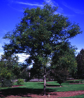 Imperial Honeylocust