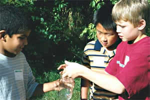 Collecting insects