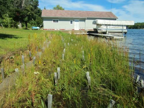 Established vegetation at the Marsin Center site.