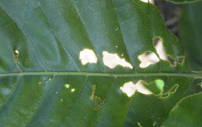 Japanese chestnut damage