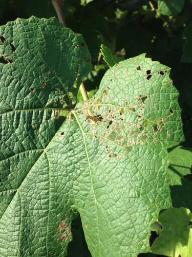 Japanese beetle feeding damage
