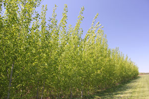Marginal Lands for biofuel