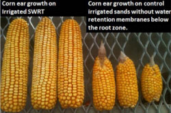 Corn Growth