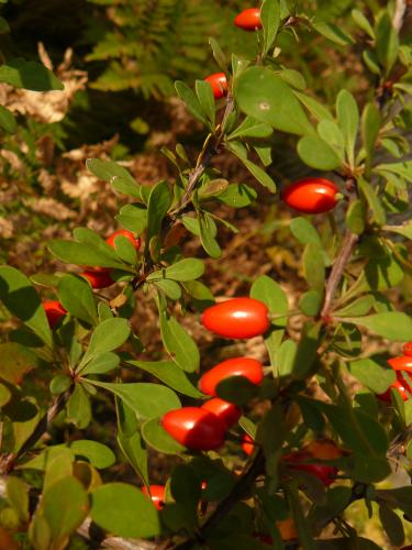 Japanese barberry