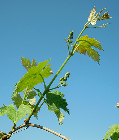 Juice grapes and flower clusters