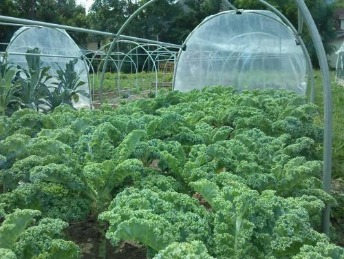 Kale in a hoophouse