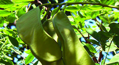 Kentucky Coffeetree seed pods