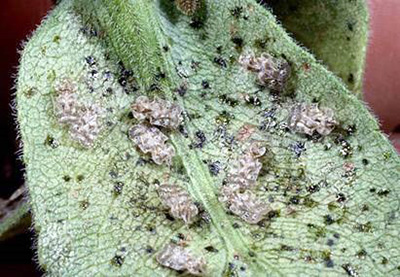 Lace bug feeding damage.