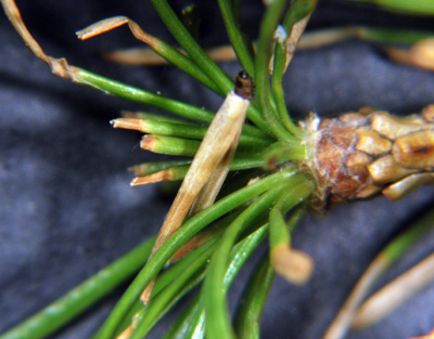 larch casebearer feeding on needles