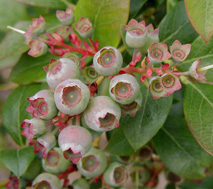 Late green fruit