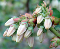 Late pink bud