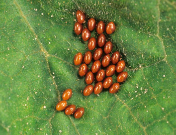 Squash bug eggs