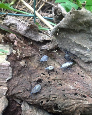 Adult squash bugs on fall leaf litter.