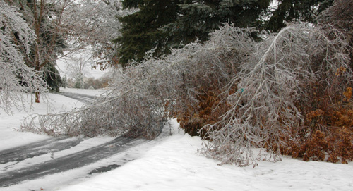 Bent over birch tree.