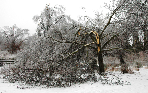 Damaged hickory tree
