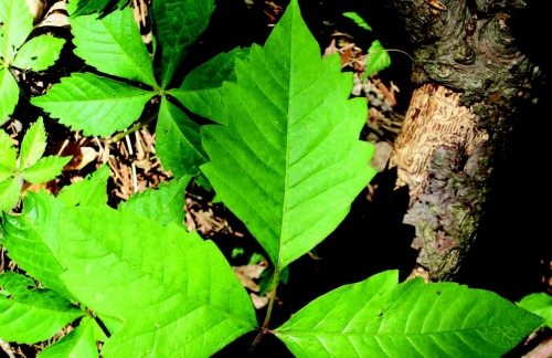 Poison ivy leaves