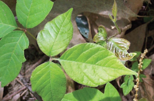 Poison ivy leaves