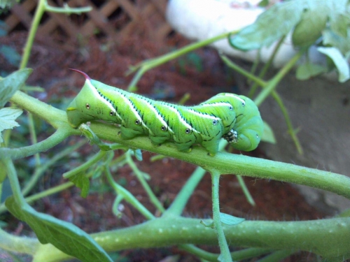 pictured: Tomato hornworm. Photo by Julie Pioch