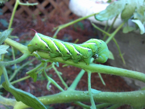 Hornworms: Are they eating my tomatoes? - MSU Extension