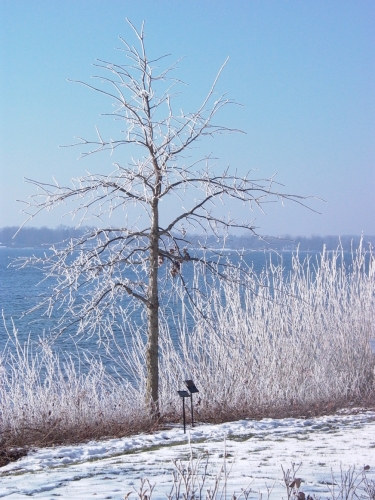 Ice clinging to natural shoreline vegetation at Kellogg Biological Station’s Shoreline Management Demonstration Area 